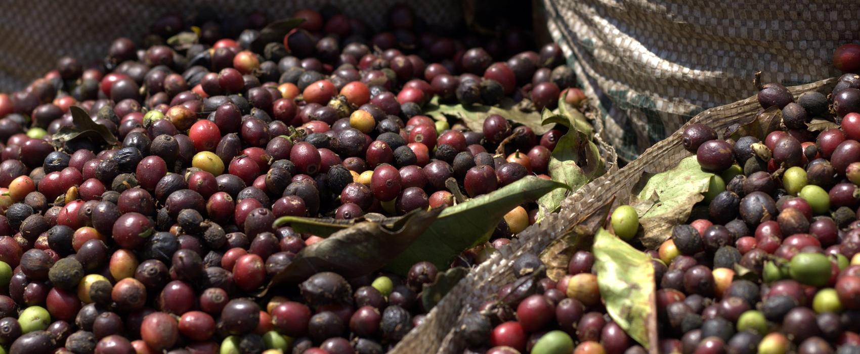 Frutos de café recém-colhidos na lavoura